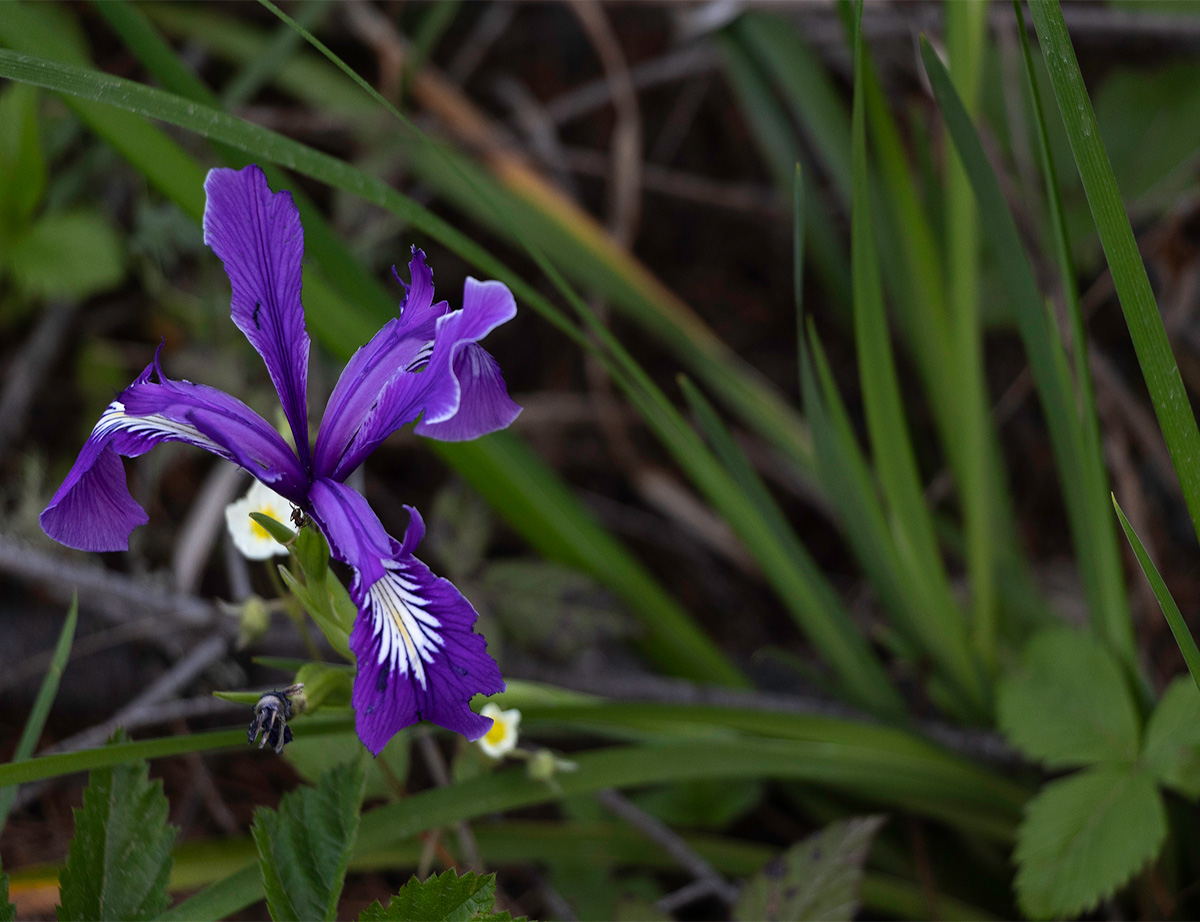 Photo purple flower