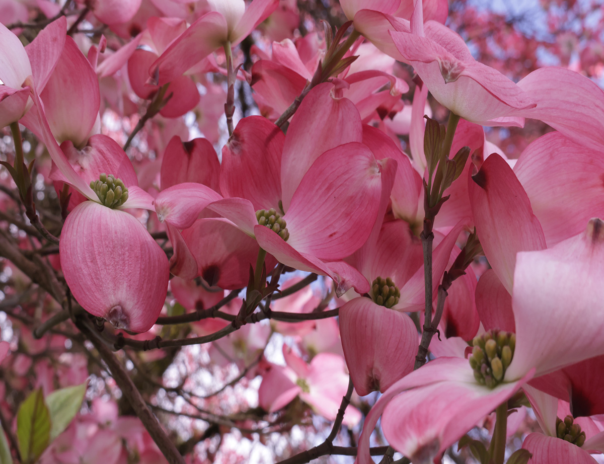 Photo of pink dogwood tree