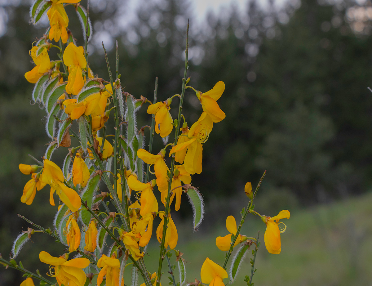 Photo wild pee plant
