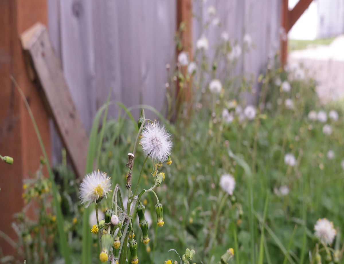 Photo of dandelion.